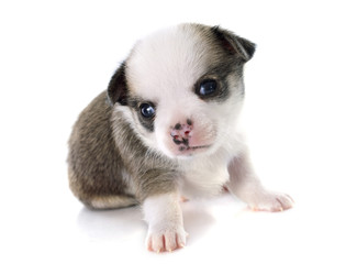 puppy chihuahua