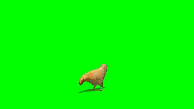 brown chicken eats - green screen