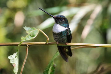 White throated mountain gem hummingbird