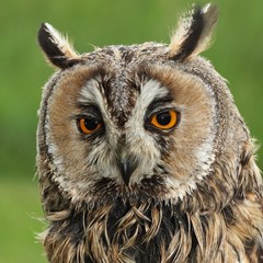 Long-eared Owl (Asio otus, previously Strix otus)-portrait