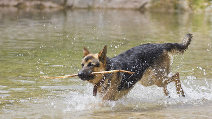 German Shepherd playing in the water