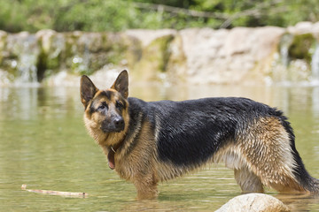 German Shepherd dog playing in the water