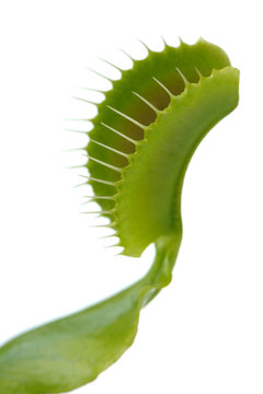 Venus Flytrap Leaf Trap on White Background