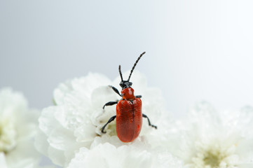 Scarlet Lily Beetle on White Flowers Close-Up