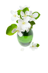 Apple tree flowers, shallow DOF, isolate