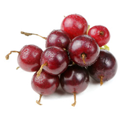 Jostaberries (Cross Between the Blackcurrant and Gooseberry)