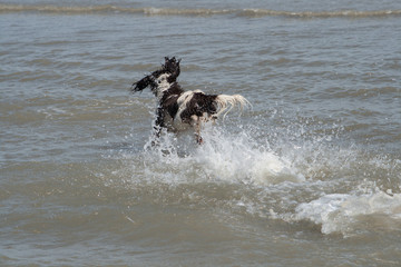 Spaniel racing into the sea