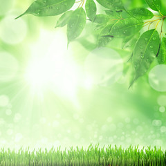 Obraz premium green and blue abstract defocused background with sunshine
