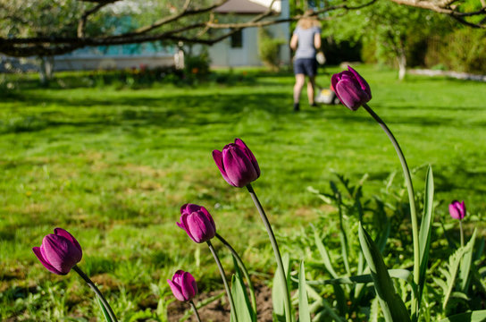 Garden Tulip And Woman Silhouette With Grass Mower