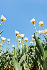Obraz premium ornamental white tulips on flower field