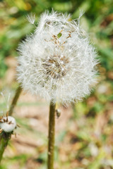 seed head of dandelion blowball