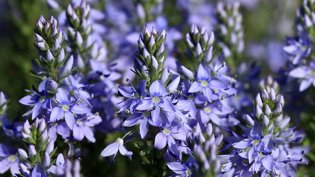 Beautiful wild flowers closeup (Polygala amara)