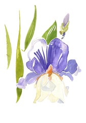 Naklejka premium Iris flower