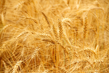 wheat field