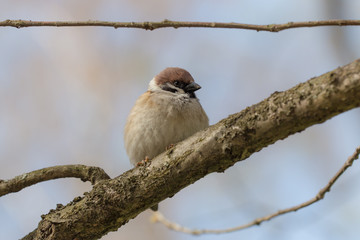 Portrait of a sparrow