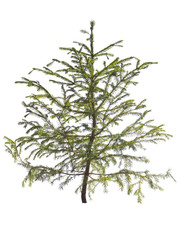 young spruce