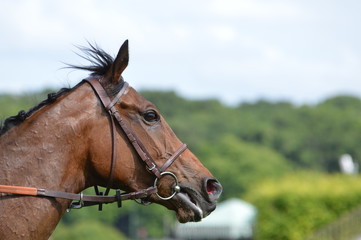 Obraz premium chevaux de course