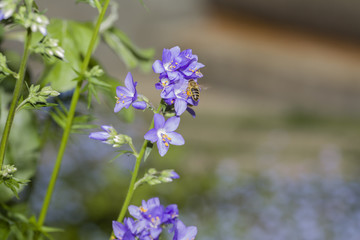 Obraz premium Wild flower