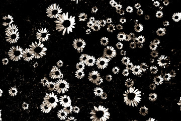 schwarzer Blumenhintergrund...Beileidskarte-Hintergrund