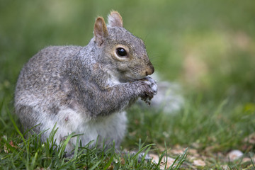 Grey tree squirrel feeding on the ground