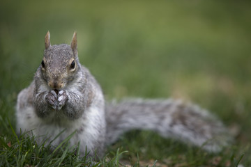 Grey tree squirrel feeding on the ground