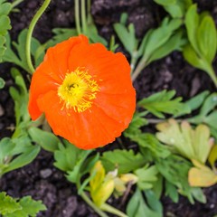 Orangr Tulpe