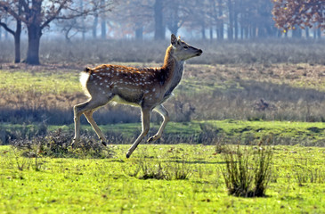 Spotted deer