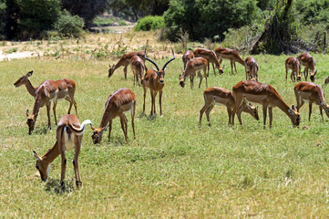 Impala gazelle