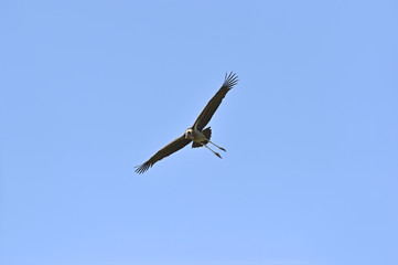 Obraz premium Marabou Stork