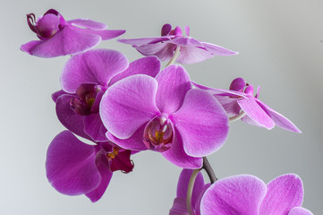 Fototapeta na wymiar Orchidee - Phalaenopsis