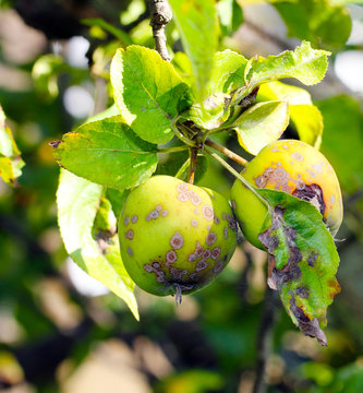 Apfelschorf, Obstkrankheit