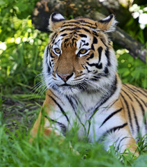 Fototapeta na wymiar Amur Tiger