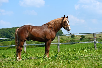 Tribal young stallion at the racetrack