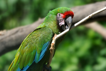 Parrot bird sitting on the branch
