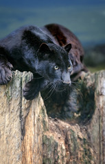 Black leopard