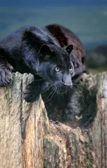 Gardinen Black leopard © byrdyak