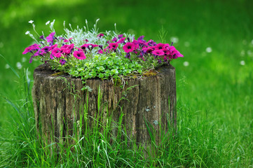 Beautiful Petunia flowers grow