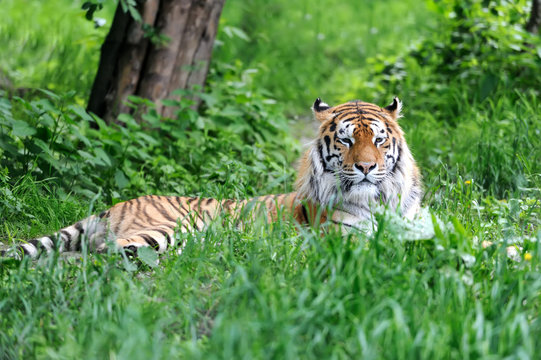 Amur Tigers