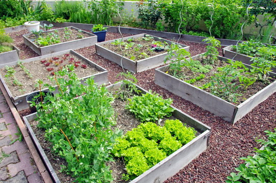 carr&eacute; potager