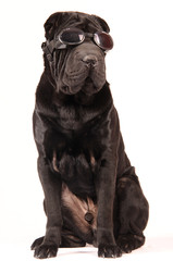 Naklejka premium Sharpei schwarz mit Sonnenbrille sitzend