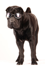 Sharpei schwarz mit Sonnenbrille stehend