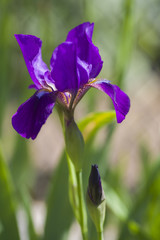 Close up of purple iris