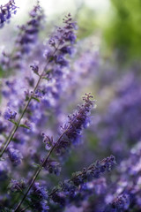 Close up image of wild lavender plant landscape with shallow dep