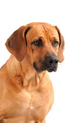 Rhodesian Ridgeback Rüde Portrait