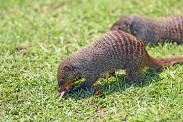 Banded Mongoose in Africa