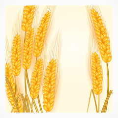 Ripe ear wheat on white background, agricultural vector