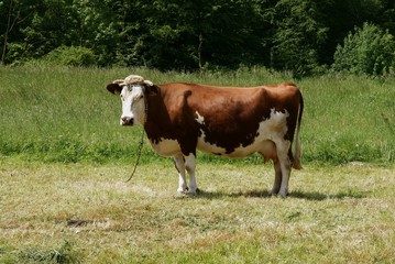 Naklejka na ściany i meble cow on pasture