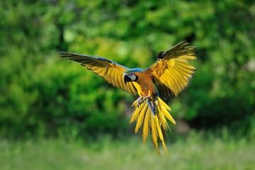 Fototapeta premium Lądowanie niebiesko-żółtej Ary - ara ararauna