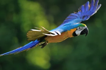 Photo sur Plexiglas Perroquet Ara bleu et jaune volant - Ara ararauna