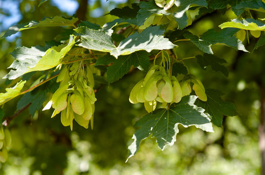Maple winged seeds with green leaves